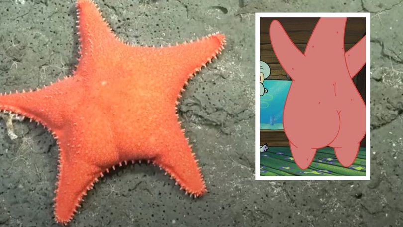 Many claimed that the starfish looks like Patrick from the cartoon SpongeBob Squarepants. 