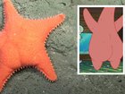 Many claimed that the starfish looks like Patrick from the cartoon SpongeBob Squarepants. 