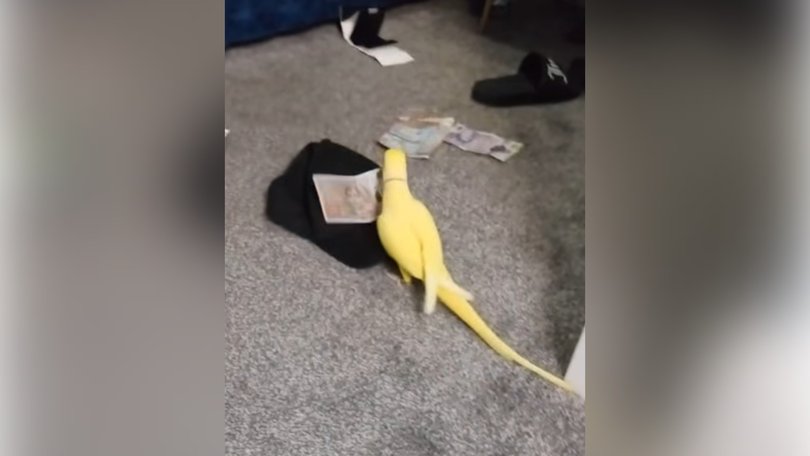 Mango the parrot led to the downfall of a criminal gang.