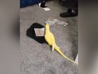 Mango the parrot led to the downfall of a criminal gang.