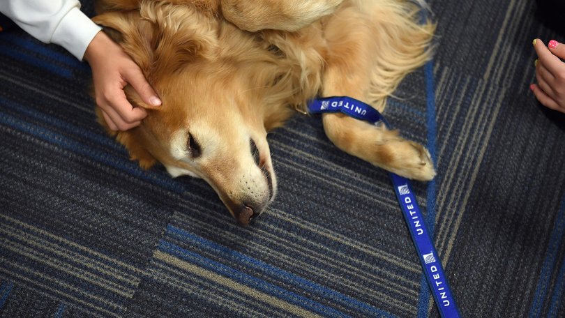 Here’s what you need to know about your next dog breed.