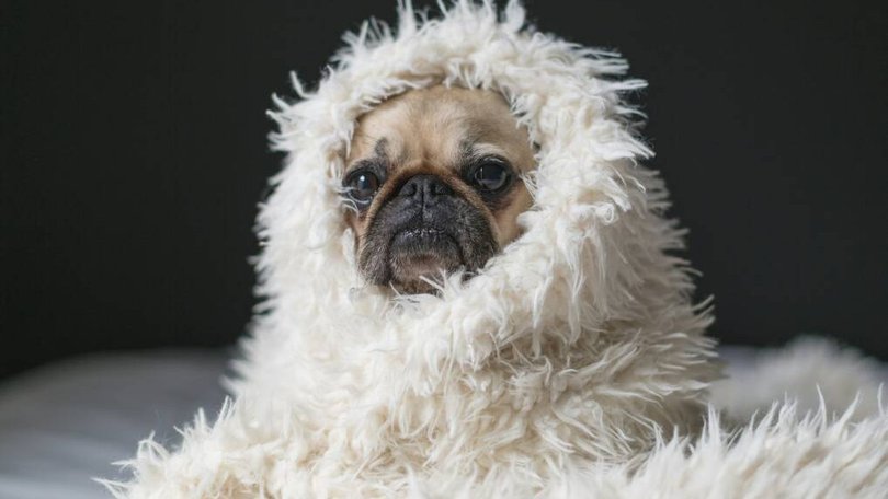 Aussies (and their pets) are feeling the chill this winter with rising energy costs. Photo by Matthew Henry on Unsplash
