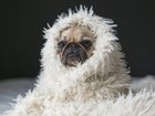 Aussies (and their pets) are feeling the chill this winter with rising energy costs. Photo by Matthew Henry on Unsplash