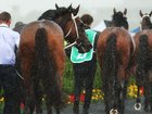 Saturday’s horse racing action at Randwick has been postponed.