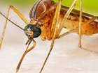 A mosquito-borne virus sweeping through southern China has now reached Taiwan, but Australian infectious disease expert Nick Coatsworth said the risk to Australia remains low. Supplied
