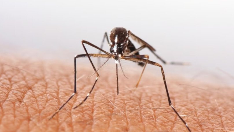 Health experts say most people recover fully, but some may experience lingering symptoms for months. Picture: Supplied