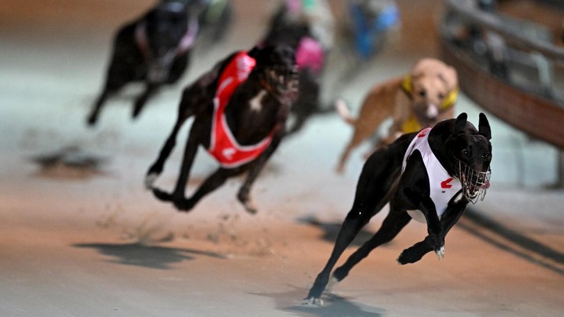 The Tasmanian government will end its funding for greyhound racing in the state by 2029. (Dean Lewins/AAP PHOTOS)