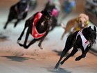 The Tasmanian government will end its funding for greyhound racing in the state by 2029. (Dean Lewins/AAP PHOTOS)