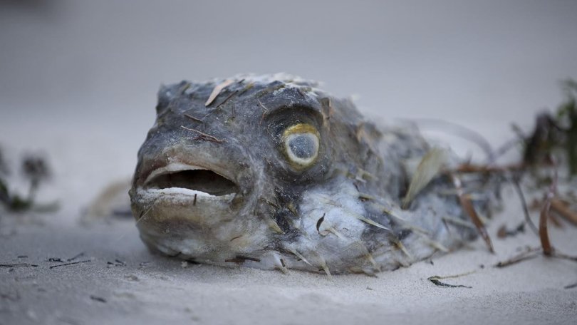 The unprecedented environmental disaster has killed thousands of sea creatures.