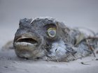 The unprecedented environmental disaster has killed thousands of sea creatures. 