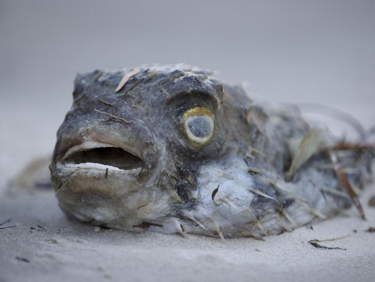 The unprecedented environmental disaster has killed thousands of sea creatures. 