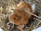 A probe has been launched into inmates allegedly eating guinea pigs from an animal shelter.