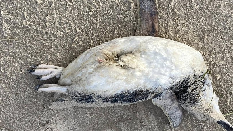 Dead marine life has washed up on beaches around the Southern Fleurieu Peninsula, Yorke Peninsula and Kangaroo Island. Picture: Supplied