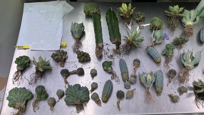A woman has pleaded guilty in court after she repeatedly imported illegal plants to sell online.