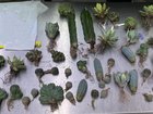 A woman has pleaded guilty in court after she repeatedly imported illegal plants to sell online. 