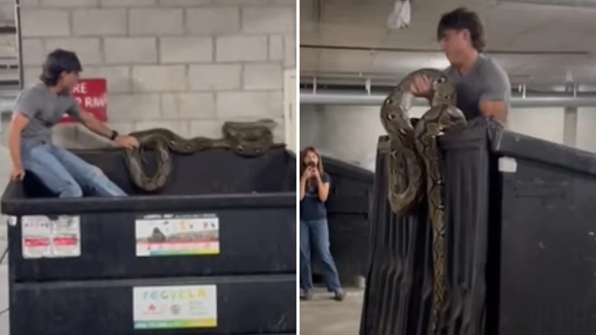 Teresa Sanchez: Woman finds six metre long python, thinks its a stuffed ...
