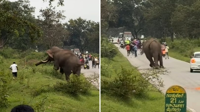 Terrifying footage has surfaced of an elephant charging towards a tourist in India.