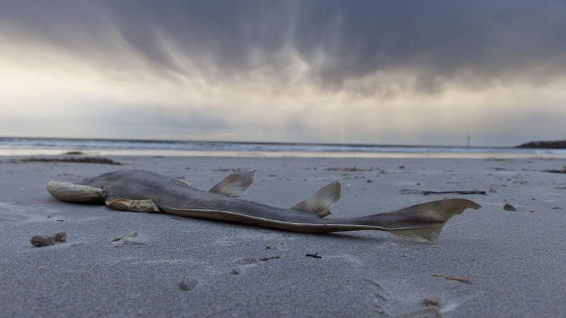 The algal bloom has killed thousands of sea creatures along the SA coast.