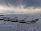 The algal bloom has killed thousands of sea creatures along the SA coast.