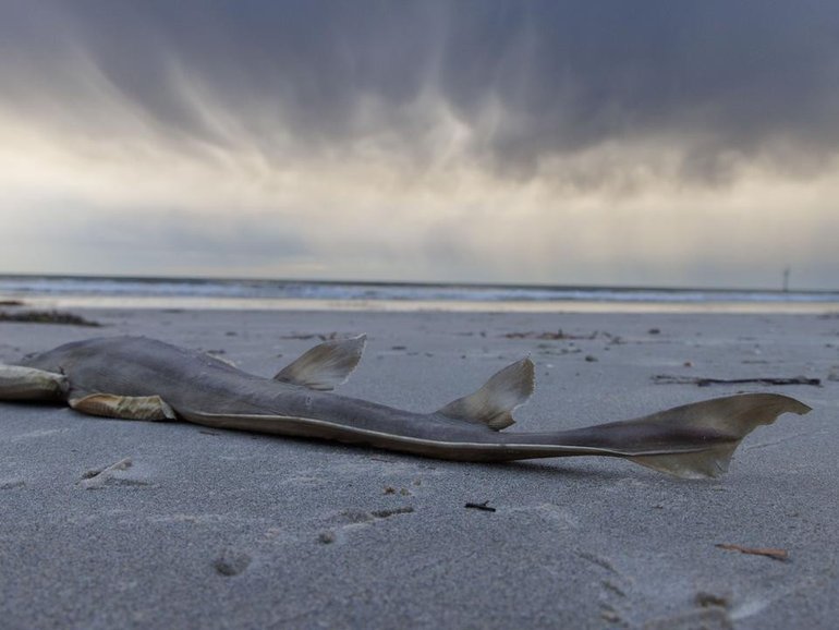 The algal bloom has killed thousands of sea creatures along the SA coast.