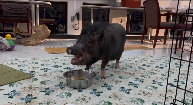 Wellington enjoys vegetables and watermelon in the shelter's training room, where he sleeps. 