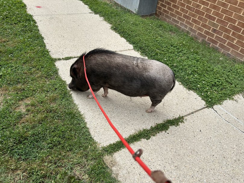 Wellington on a morning walk. 