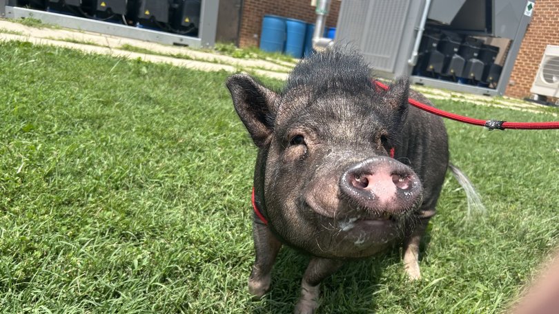 Wellington charmed shelter staff with his big personality. He wags his tail, comes when he's called and sits for treats. MUST CREDIT: Anne Arundel County Animal Services