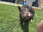 Wellington charmed shelter staff with his big personality. He wags his tail, comes when he's called and sits for treats. MUST CREDIT: Anne Arundel County Animal Services