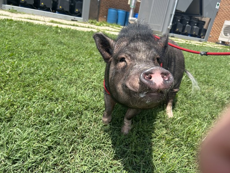 Wellington charmed shelter staff with his big personality. He wags his tail, comes when he's called and sits for treats. MUST CREDIT: Anne Arundel County Animal Services