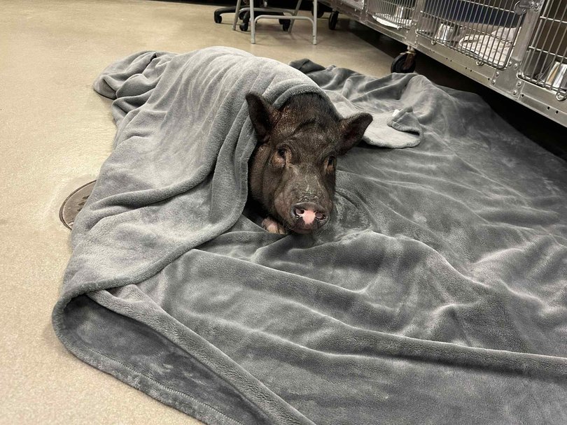 Wellington, a pig in a blanket. 