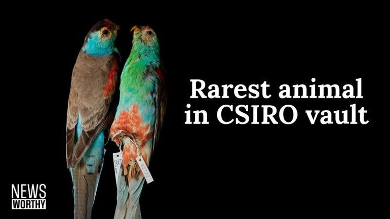 The CSIRO vault that has 13 million animal specimens.