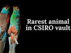The CSIRO vault that has 13 million animal specimens.