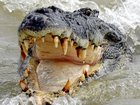 Horror: Dad brutally killed by crocodile in front of family