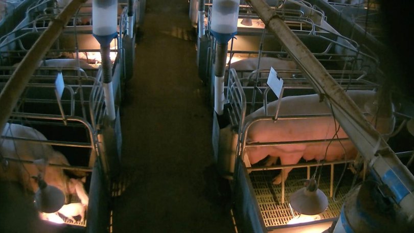 A hidden camera allegedly caught a worker performing a sexual act at a piggery in regional Victoria.