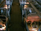 A hidden camera allegedly caught a worker performing a sexual act at a piggery in regional Victoria.