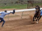 Darryl Carrison jumped onto the track to divert the horse. 