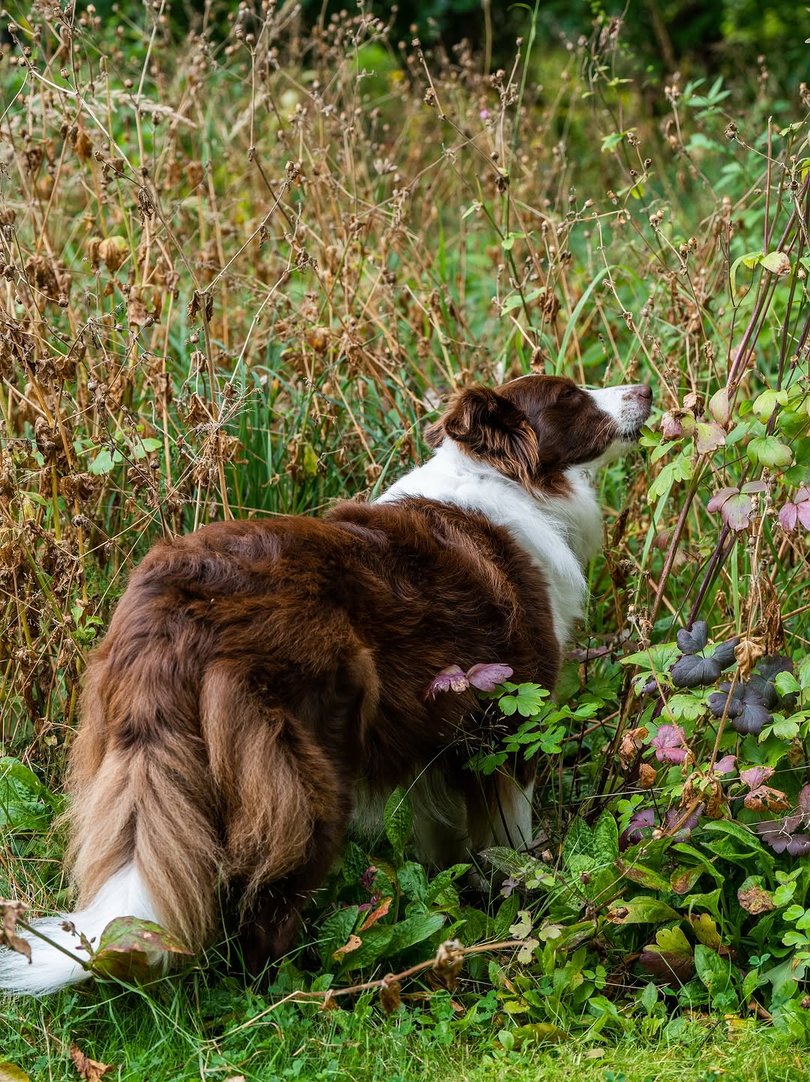 Queen Mary's Border Collie walking through the wild garden.