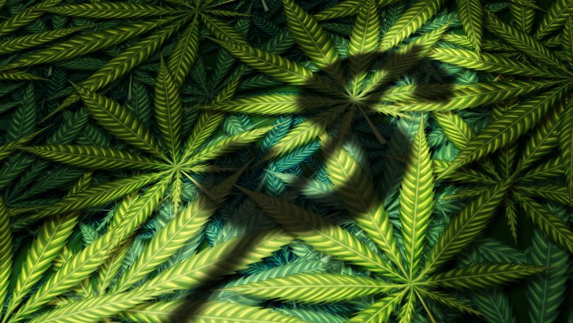 THE NEW YORK TIMES: California’s potent legal weed is booming in Britain, less legally.