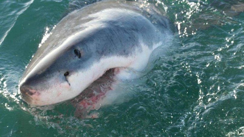 The species of shark that killed Mercury Psillakis on Sydney’s Northern Beaches Saturday has not been identified.