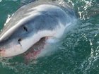 The species of shark that killed Mercury Psillakis on Sydney’s Northern Beaches Saturday has not been identified. 