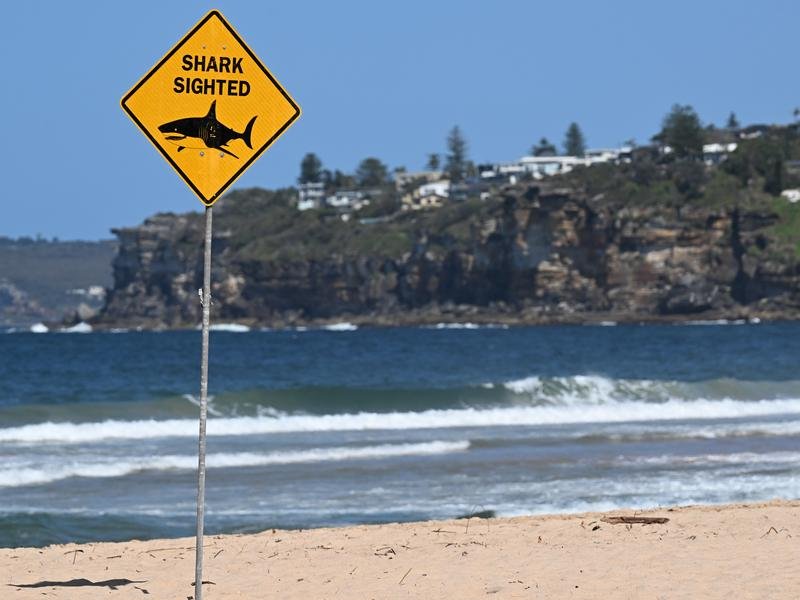 The fatal attack prompted a pause in planned trial removal of shark nets.