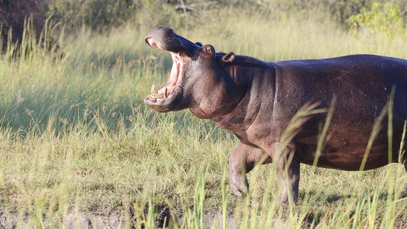 Hippo capsizes boat on the Ivory Coast in terrifying attack.
