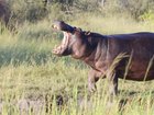 Hippo capsizes boat on the Ivory Coast in terrifying attack.