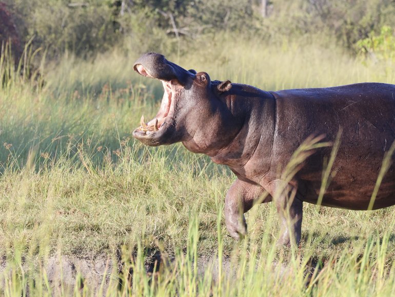Hippo capsizes boat on the Ivory Coast in terrifying attack.