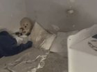A six-year-old girl has been removed from her parent’s care after police found her trapped in a dark room where they believe she has spent her entire life.