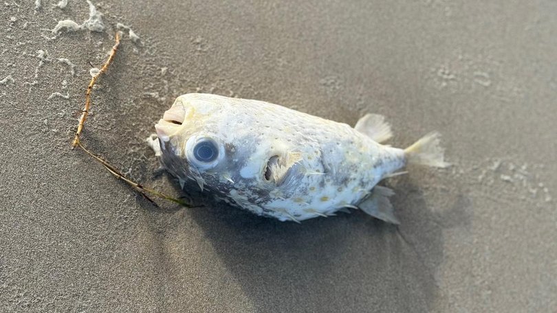 The algal bloom off South Australia has been an ecological and economic disaster. 