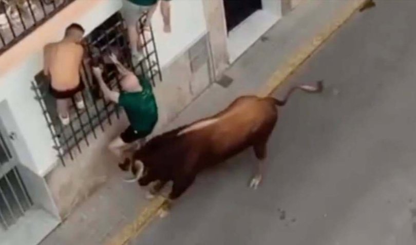The man frantically clings to the metal gate, attempting to get away from the bull.