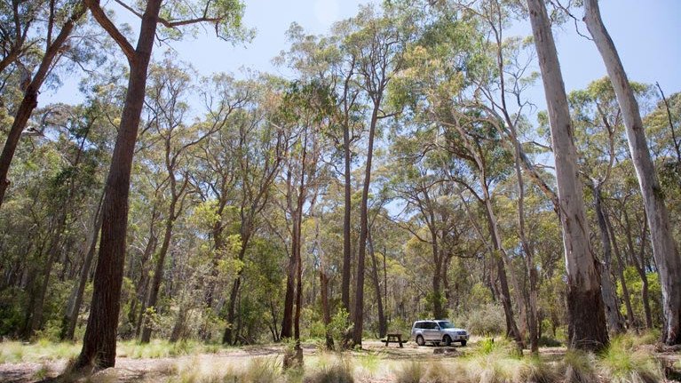 Coxs Creek Campground, Coolah Tops National Park