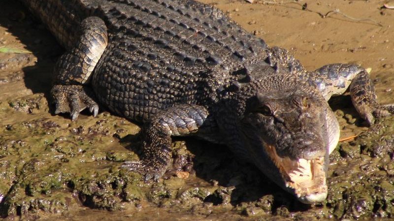 A US influencer has been posting videos showing him wrestling freshwater and saltwater crocs.