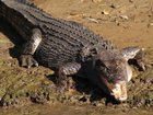 A US influencer has been posting videos showing him wrestling freshwater and saltwater crocs.